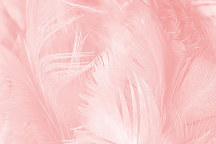 Obraz Ružový boho štýl 1966